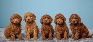 Ruby and Jett F1B Cavapoos